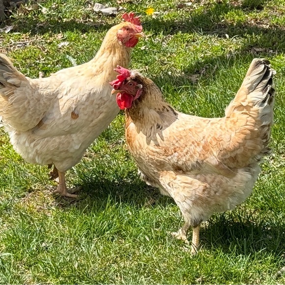 petuniaperi